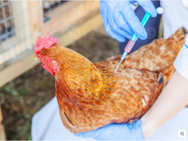 vaccin_poule